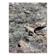 RAM CARTE POSTALE