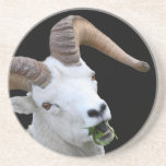 ram eating drink coasters