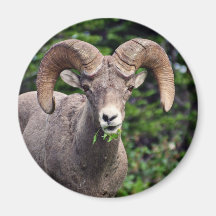 Ram Grazing Refrigerator Magnet