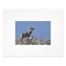 Ram on the Hill Photo Art