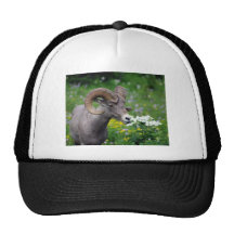 Ram - Smelling the Flowers Hats