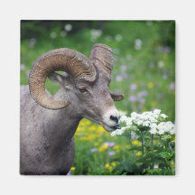 Ram - Smelling the Flowers Refrigerator Magnets