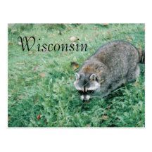 Ramblin' Raccoon Postcard