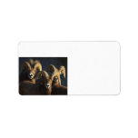 rams address labels