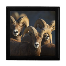 rams jewelry boxes