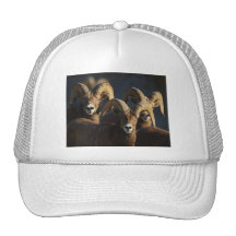 rams mesh hats
