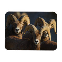 rams vinyl magnet