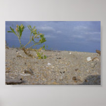 Random Beach Shrubs Print