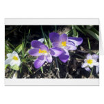 Rangée blanche et pourpre de crocus cartes de vœux