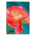 ranunculous with bud cards