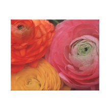 Ranunculus flower power toiles tendues sur châssis