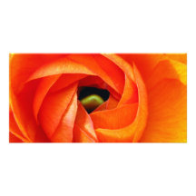 Ranunculus Macro Photocard Picture Card