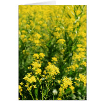 "Rapeseed flower field" Card