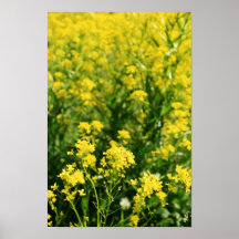 "Rapeseed flower field" poster