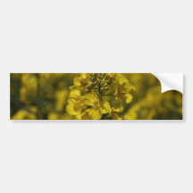 Rapeseed flowers in Somerset field, UK Bumper Sticker