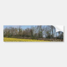 Rapeseed flowers in Somerset field, UK Bumper Sticker