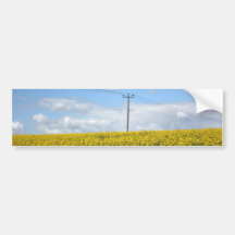Rapeseed flowers in Somerset field, UK Bumper Sticker