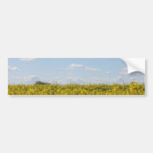 Rapeseed flowers in Somerset field, UK Bumper Sticker