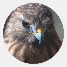 raptor bird round sticker