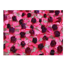 Rare Asian flowers floating in water Postcard