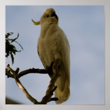 rare bird print