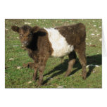 Rare Dun Belted Galloway Calf Card