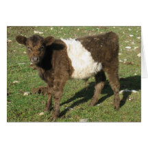 Rare Dun Belted Galloway Calf Card
