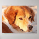 Rare Orange Dog Posters
