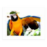 Rare Parrot Postcard