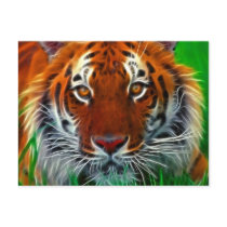 Rare Sumatran Tiger from Indonesia Postcard