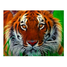 Rare Sumatran Tiger from Indonesia Postcard