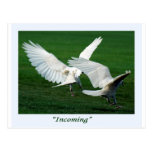 Rare White Raven Gifts Post Cards
