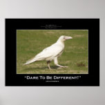 RARE WHITE RAVEN Motivational Photo Poster