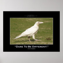 RARE WHITE RAVEN Motivational Photo Poster