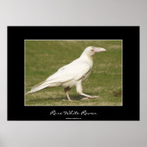 Rare White Raven Wildlife Photo Poster