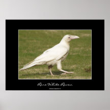 Rare White Raven Wildlife Photo Poster