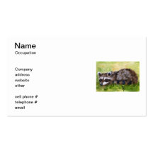 Rascal aceo Racoon Business Cards