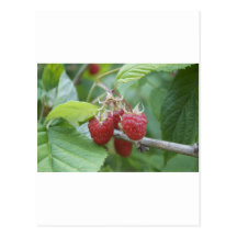 Raspberries Postcards