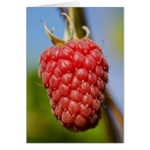 raspberry any occasion greeting card