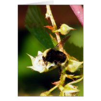 Raspberry Bee Card