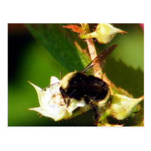 Raspberry Bee Post Card