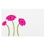 Raspberry Gerber Daisy