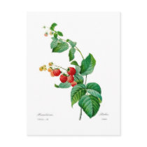 Raspberry Post Card