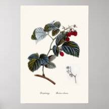 Raspberry Poster