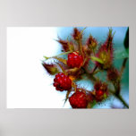 Raspberry Poster