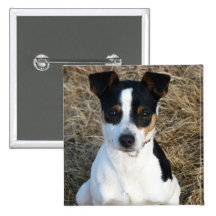 Rat terrier badges avec agrafe