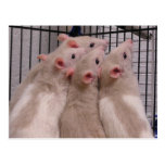 Rats Postcard