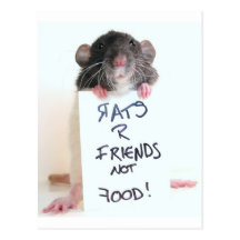 Rats R Friends Not Food 2 Post Cards