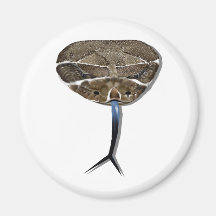 Rattle Snake Head Magnet