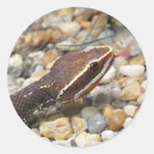 Rattle snake stickers